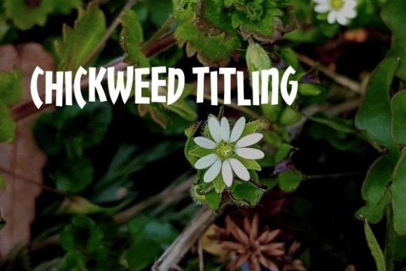 Chickweed Titling: A Display Font for Polished Business Branding